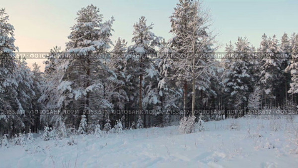 Зимний лесной пейзаж. Сосновый лес занесенный снегом. Карелия. Россия. Стоковое видео, видеограф Кекяляйнен Андрей / Фотобанк Лори