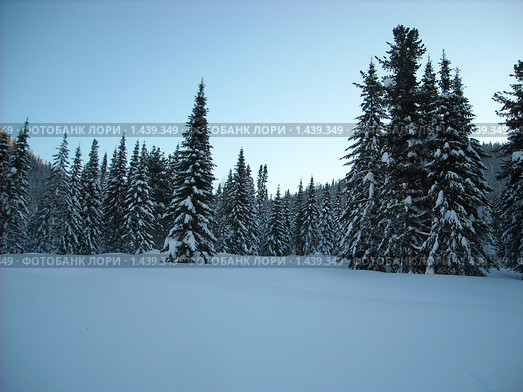 Зимняя тайга в Кузнецком Алатау (2010 год). Редакционное фото, фотограф Константин Челомбитко / Фотобанк Лори