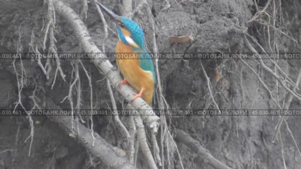 Зимородок. Стоковое видео, видеограф Александр Мамонтов / Фотобанк Лори