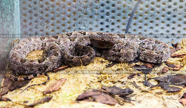 Змея Китайский хабу Brown Spotted Pit Viper. Стоковое фото, фотограф Галина Савина / Фотобанк Лори