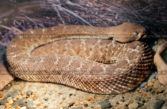 Змея Красный гремучник Red diamond rattlesnake. Стоковое фото, фотограф Галина Савина / Фотобанк Лори