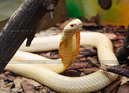 Змея Моноклевая кобра (альбинос) Monoclied cobra. Стоковое фото, фотограф Галина Савина / Фотобанк Лори