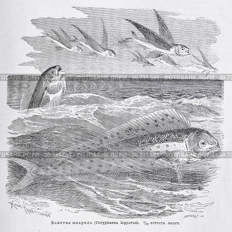 Золотая макрель (Coryphaena hippurus)  - рисунок  из книги А. Брэма "Жизнь животных" 1896 г. Стоковая иллюстрация, иллюстратор Вера Смолянинова / Фотобанк Лори