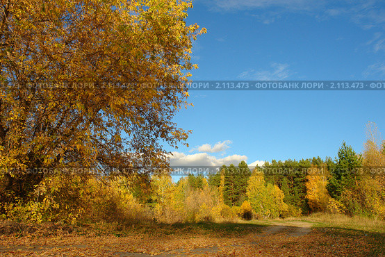 Золотая осень. Стоковое фото, фотограф Александр Тараканов / Фотобанк Лори