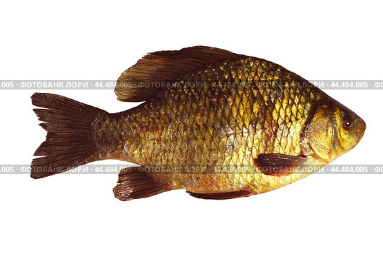 Золотой  Карась на изолированном фоне (  Carassius carassius (Linnaeus, 1758) - промысловая рыба Волго-Каспийского бассейна. Стоковое фото, фотограф Павел Просянов / Фотобанк Лори