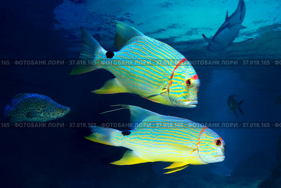 Золотой полосатый окунь или Симфорихт синеполосый (Symphorichthys spilurus) Стоковое фото, фотограф Татьяна Белова / Фотобанк Лори