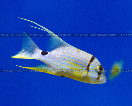 Золотой полосатый окунь (Symphorichthys spilurus) Стоковое фото, фотограф Natalia Sidorova / Фотобанк Лори