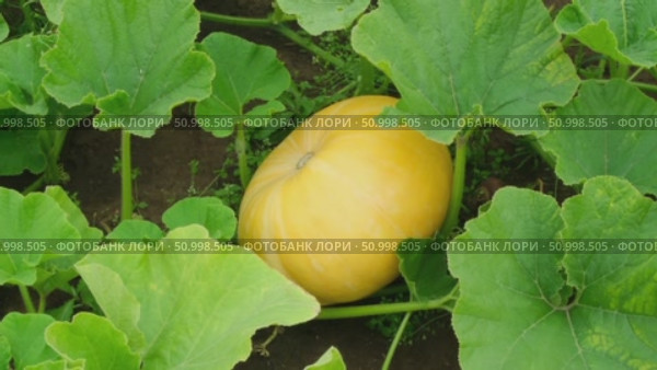 Zoom in video of yellow pumpkin in the garden. Pumpkin leaves moving by the blowing wind. Organic farming. Concept of agriculture and horticulture. Стоковое видео, видеограф Мария Зубарева / Фотобанк Лори