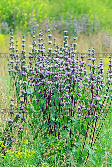 Зопник клубненосный ( Phlomis tuberosa). Группа цветущих растений на лугу. Стоковое фото, фотограф Евгений Мухортов / Фотобанк Лори