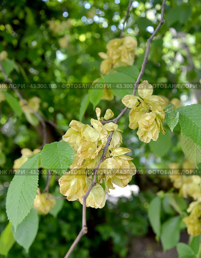 Зрелые плоды вяза шершавого на ветке (Ulmus glabra Huds.), крупный план. Стоковое фото, фотограф Ирина Борсученко / Фотобанк Лори