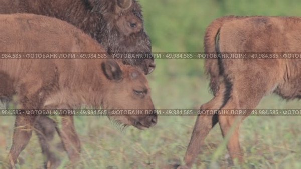 Зубр европейский молодые животные, теленок зубра Bison bonasus. Стоковое видео, видеограф Дмитрий Якубович / Фотобанк Лори